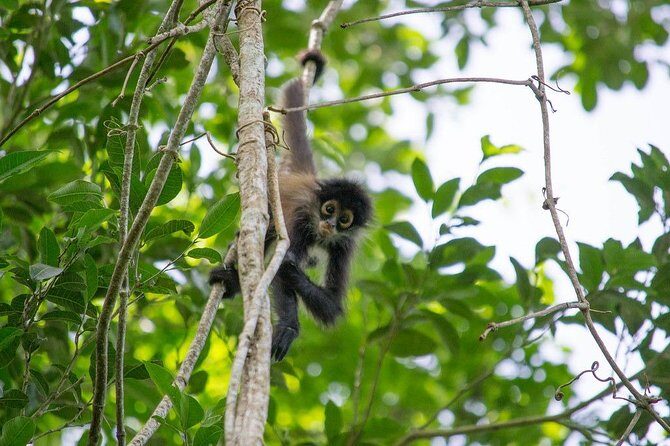 Private Tour: Coba ruins & Monkey Sanctuary with Punta Laguna - Fitness and safety: who this tour fits best