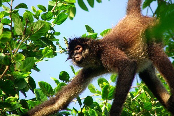 Private Tour Punta Laguna Monkey Sanctuary Zip Line - Key Highlights You’ll Feel Immediately