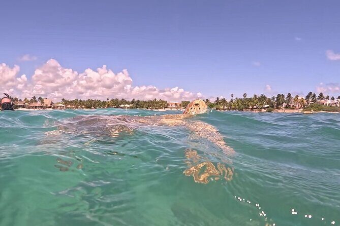 Private Tour to Tulum and Swimming with Turtles in Akumal - Akumal Bay snorkeling with sea turtles (equipment included, fee extra)