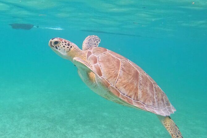 Private Tour to Tulum and Swimming with Turtles in Akumal - Lunch, bottled water, and the small extra costs to budget