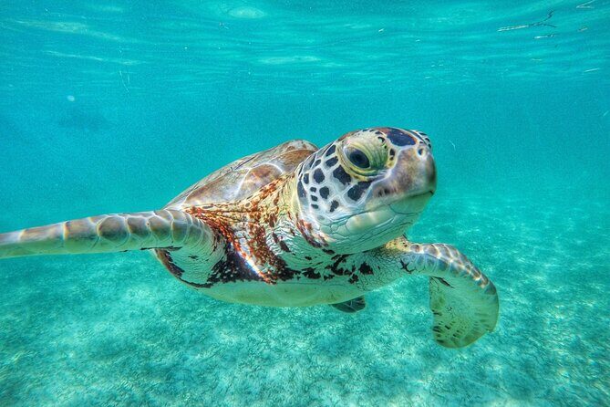 Private Tour to Tulum and Swimming with Turtles in Akumal - The flow of the day: why this pairing works