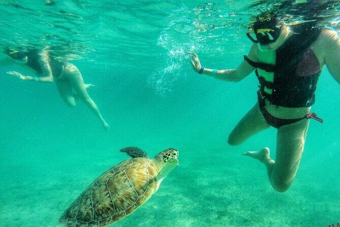Private Tour: Turtle Swim & Cenote - Key things I’d plan around