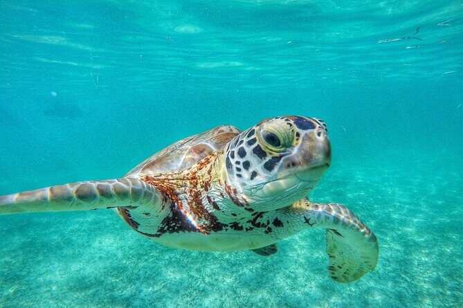 Private Tour: Turtle Swim & Cenote - Akumal Bay Turtle Snorkel: where your guide helps you look longer