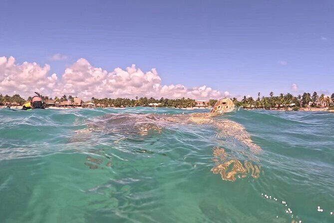 Private Tour: Turtle Swim & Cenote - The Lunch Stop: local food is where the day becomes real