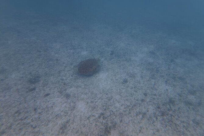 Private Tour: Turtle Swim & Cenote - Price and value: what you’re paying for (and what to budget)