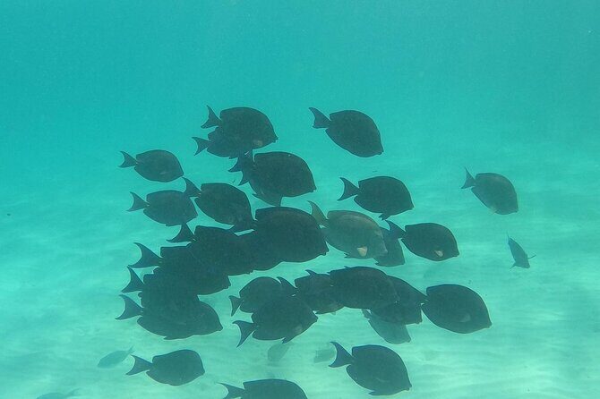 Private Tour: Turtle Swim & Cenote - Timing, meeting point, and keeping the day smooth