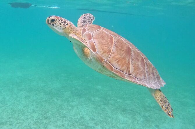 Private Tour: Turtle Swim & Cenote - The Cenote Part: private, cool, and built for slow swimming