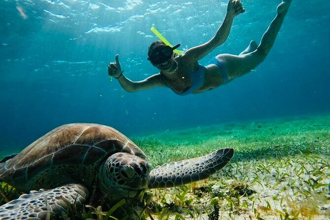 Private Tour Turtles Coral Reef Cenote Beach All inclusive - Key things to know before you go