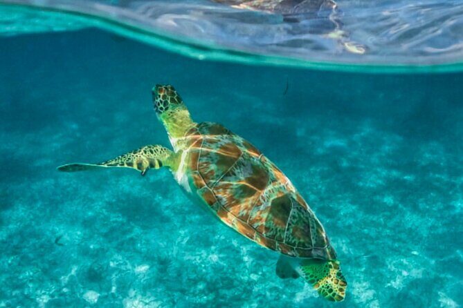 Private Tour Turtles Coral Reef Cenote Beach All inclusive - The private-guide advantage: smooth planning with Hisael and Ruben
