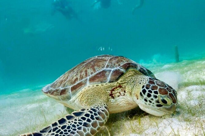 Private Tour Turtles Coral Reef Cenote Beach All inclusive - Timing it right: a 4 to 5 hour day with a clear flow