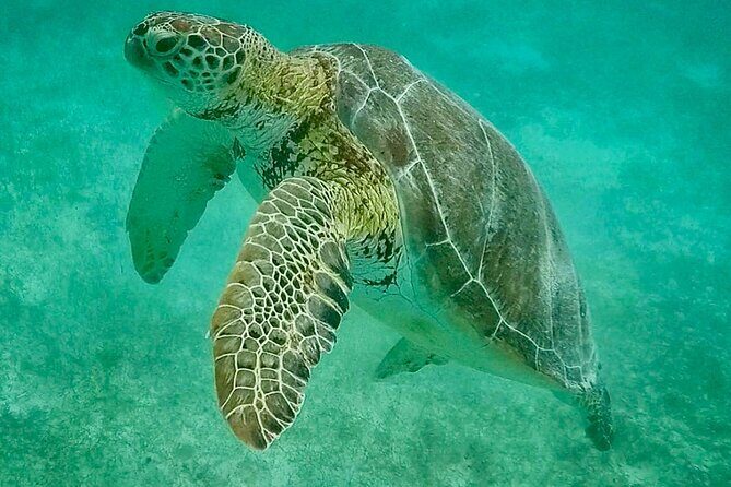 Private Tour Turtles Coral Reef Cenote Beach All inclusive - Quick notes on practical comfort