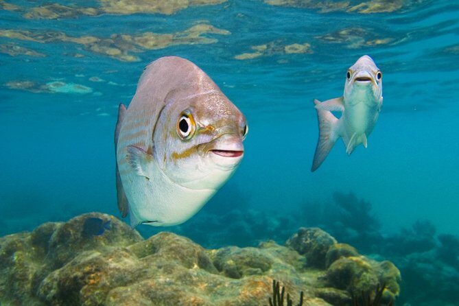 Private Turtle Snorkel Adventure in Akumal - Why Akumal Turtle Bay fits a short, private morning