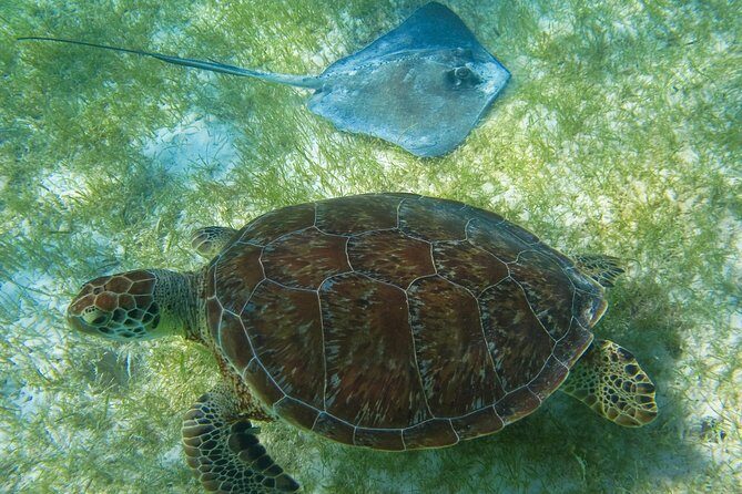 Private Turtle Snorkel Adventure in Akumal - Early arrival at Akumal Beach: why it changes everything