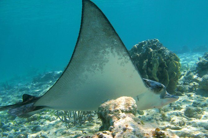 Private Turtle Snorkel Adventure in Akumal - What the snorkel segment feels like in Turtle Bay