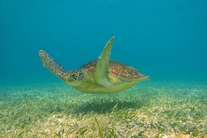 Private Turtle Snorkel Adventure in Akumal - Gear, safety, and comfort tips that actually matter