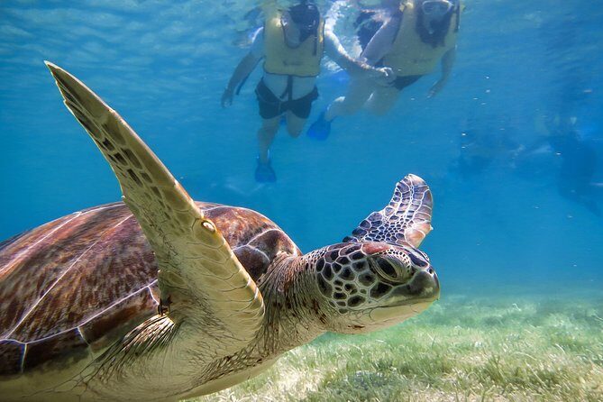 Private Turtle Snorkel Adventure in Akumal - Getting from Playa del Carmen to Akumal without the headache
