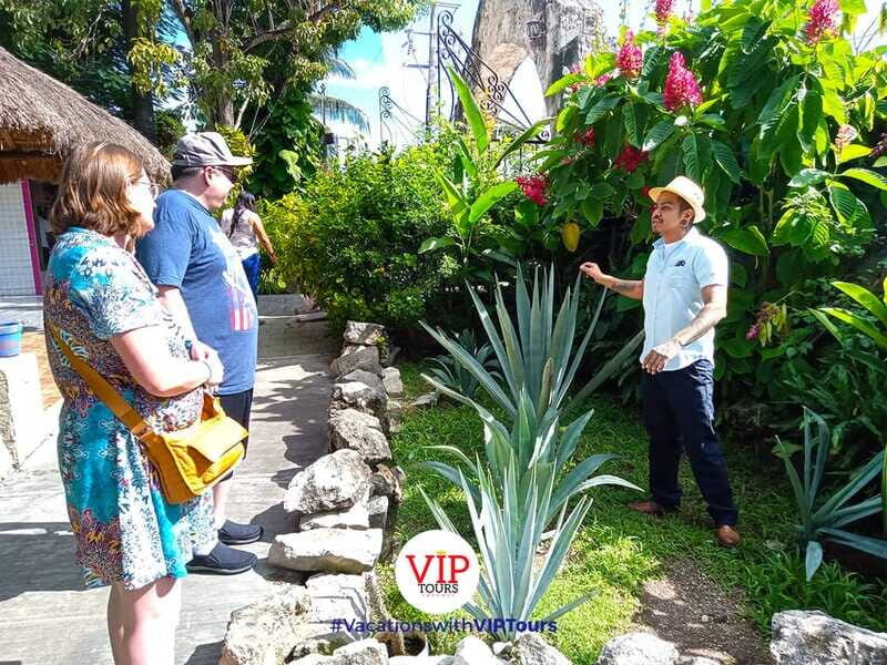 Private Van Service. Tasting the best of Cozumel - North zone driving: local rhythm and scenic breaks