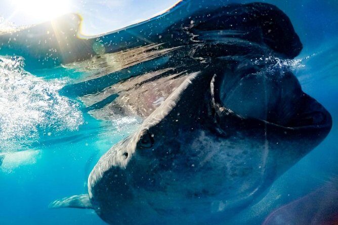 Private Whale Shark Ecofriendly Tour from Riviera Maya - Private Whale Shark Tour from Playa del Carmen: What 8 Hours Really Feels Like