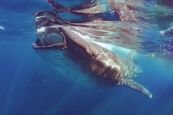 Private Whale Shark Ecofriendly Tour from Riviera Maya - Stops Beyond the Sharks: Isla Contoy National Park and Playa Norte