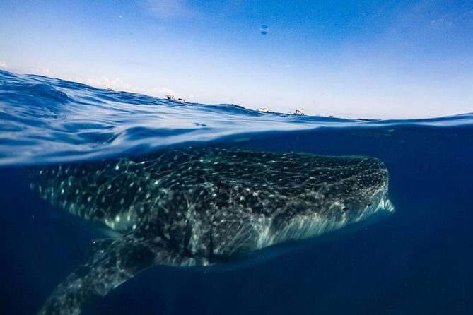 Private Whale Shark Ecofriendly Tour from Riviera Maya - Safety and Hygiene: Mouth Covers, Hand Washing, and Distance Rules