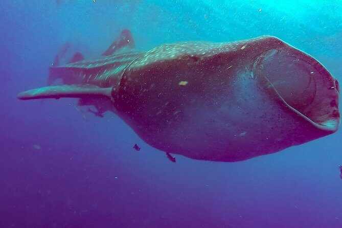 Private Whale Shark Ecofriendly Tour from Riviera Maya - Your Guide Team: Guillermo, Marcela, and Riaz