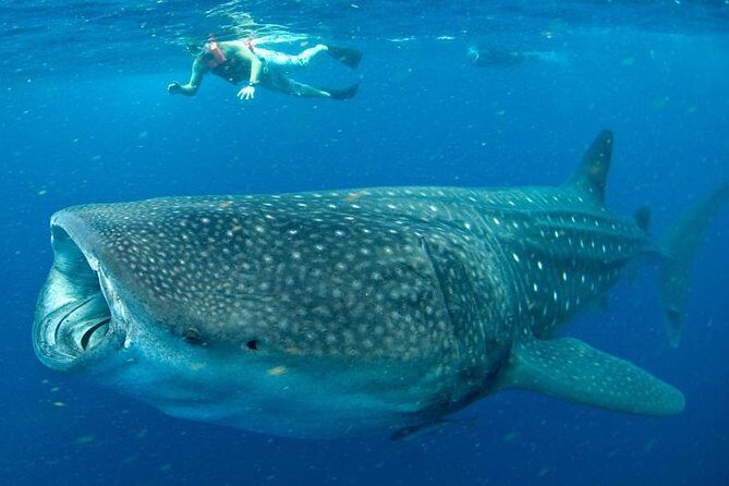 Private Whale Shark Ecofriendly Tour from Riviera Maya - Lunch and the “Less Stress” Stuff That Matters
