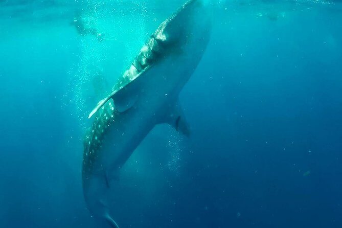 Private Whale Shark Ecofriendly Tour from Riviera Maya - Price vs. Value at $895 Per Person