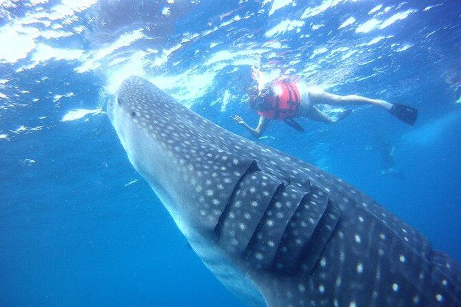 Private Whale Shark Ecofriendly Tour from Riviera Maya - The Whale Shark Encounter: How the Snorkel Moments Are Managed