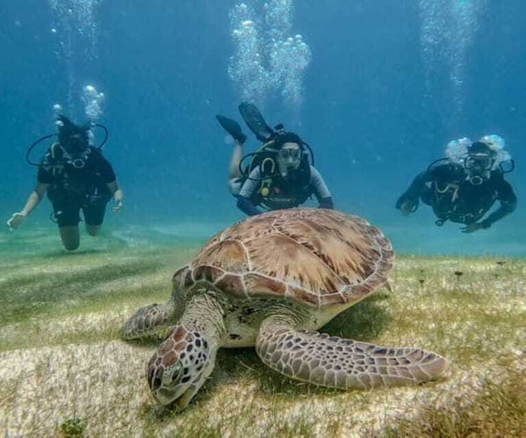 Puerto Morelos: Scuba Diving for Beginners - 2 Dives - Equipment, fees, and what can cost extra: where your $186 goes