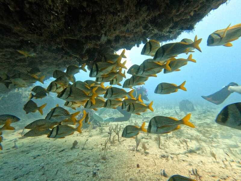 Puerto Morelos: Scuba Diving for Beginners - 2 Dives - Should you book this Puerto Morelos beginner scuba course?