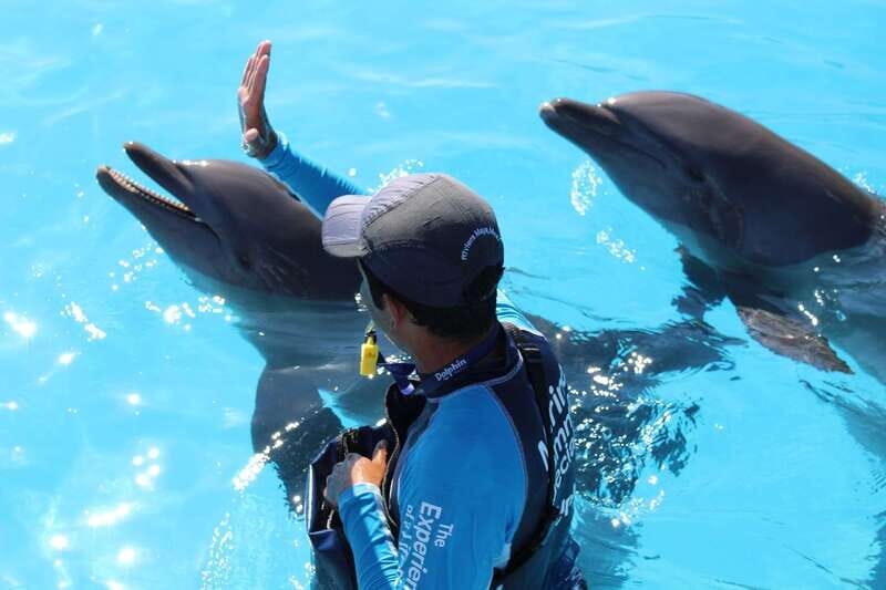 Riviera Maya: Dolphin Encounter with Beach Club Access - Maroma Beach Club access: the payoff after the dolphins