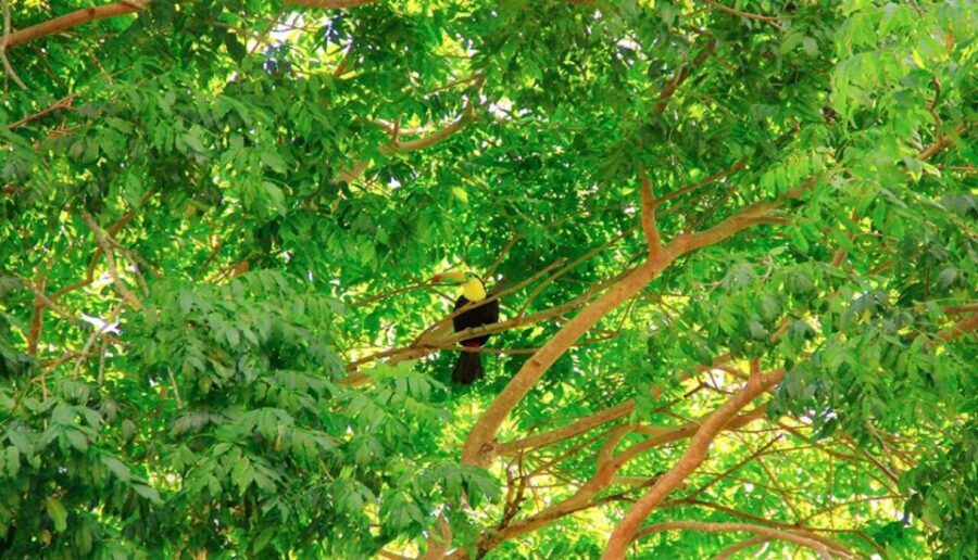 Riviera Maya: Horseback Riding at Rancho Bonanza - Jungle Trail Time: Birds, Insects, and Tropical Plants