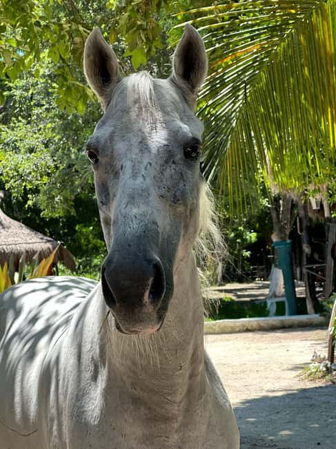 Riviera Maya: Horseback Riding at Rancho Bonanza - Who This Tour Suits Best (and Who Should Skip It)