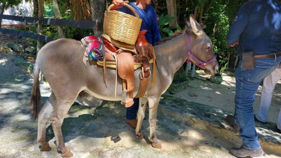 Riviera Maya: Horseback Riding at Rancho Bonanza - Ranch Check-In: Safety First, Then Your Horse