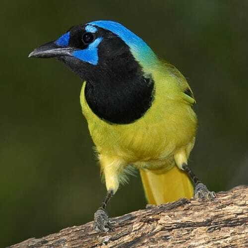 Riviera Maya: Puerto Morelos 4-Hour Bird Watching Tour - Puerto Morelos Birding: What the Jungle Walk Feels Like
