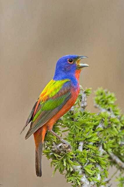 Riviera Maya: Puerto Morelos 4-Hour Bird Watching Tour - The Jungle Hike and Botanical Gardens: Where Species Chances Cluster