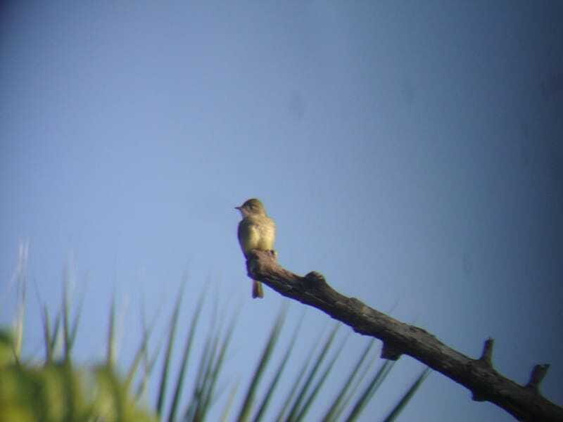 Riviera Maya: Puerto Morelos 4-Hour Bird Watching Tour - The Morning Break: Fueling Up for Another Round of Bird Scanning