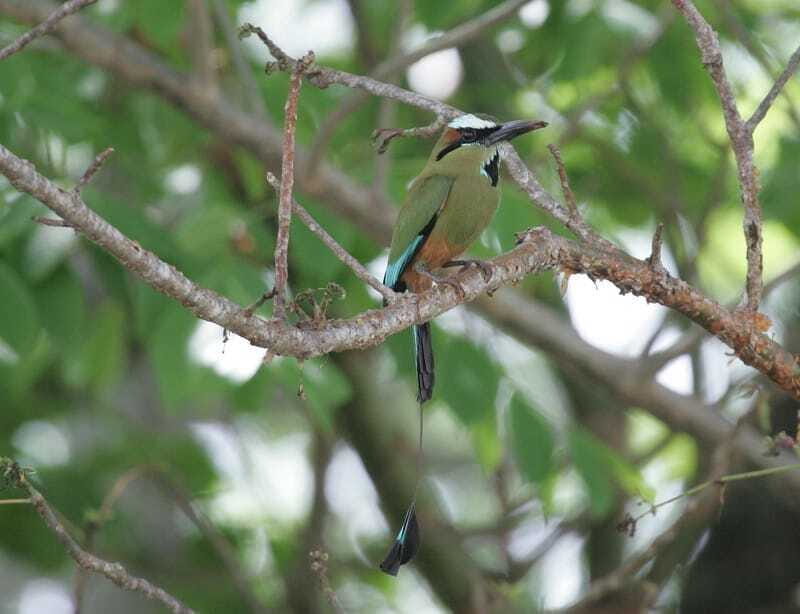 Riviera Maya: Puerto Morelos 4-Hour Bird Watching Tour - Is $690 Worth It? Value for a Private Puerto Morelos Bird Tour