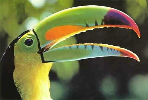 Riviera Maya: Puerto Morelos 4-Hour Bird Watching Tour - Getting There from Cancun or Tulum: The Early Pickup That Makes Birding Work