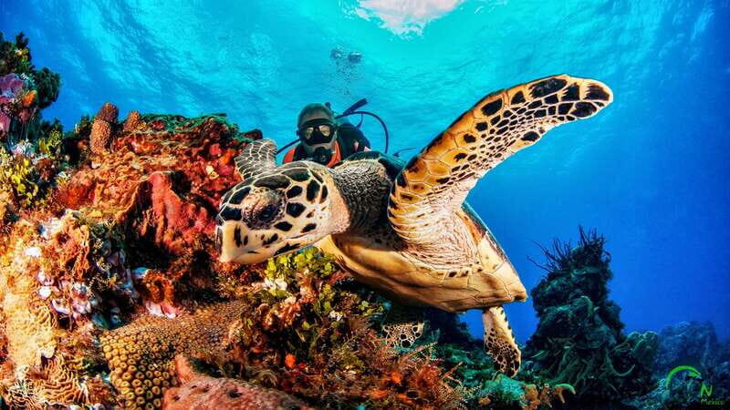 Scuba Dive in Playa del Carmen - 2 Dives (Certified divers) - The 4-hour schedule: briefing, two reef outings, and a real pause