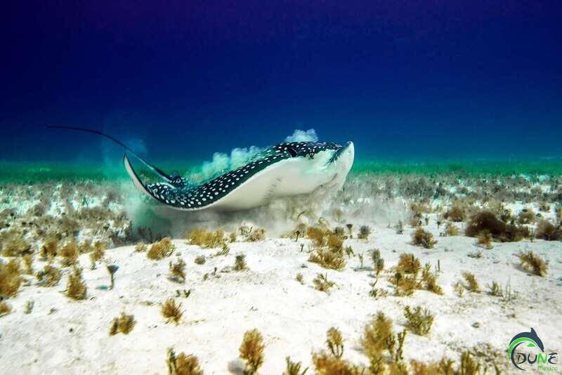 Scuba Dive in Playa del Carmen - 2 Dives (Certified divers) - Who this experience fits—and who should skip it