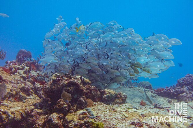 Scuba Diving for Beginners – Tulum Dive Machine - The first tank: what makes Casa Cenote special for new divers