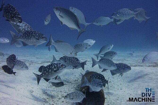 Scuba Diving for Beginners – Tulum Dive Machine - Surface interval, tank switch, and lunch break