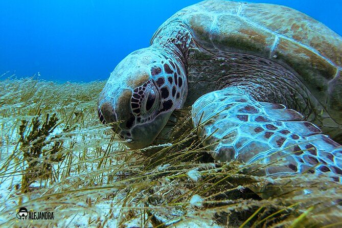 Scuba Diving for Beginners – Tulum Dive Machine - Cuevitas Reef for tank two: coral, fish, turtles, and stingrays