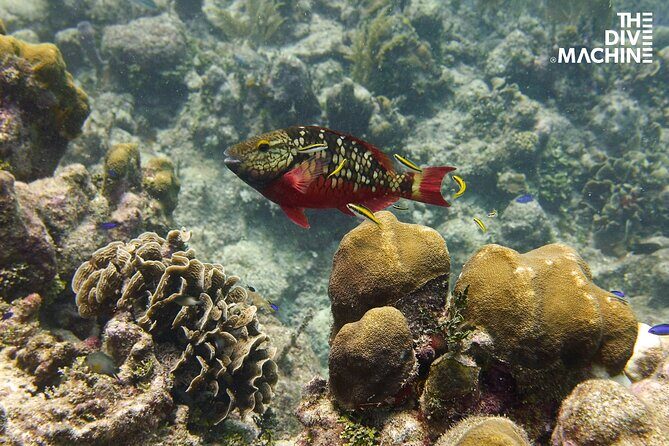 Scuba Diving for Beginners – Tulum Dive Machine - Equipment and what’s included vs. what you’ll pay extra