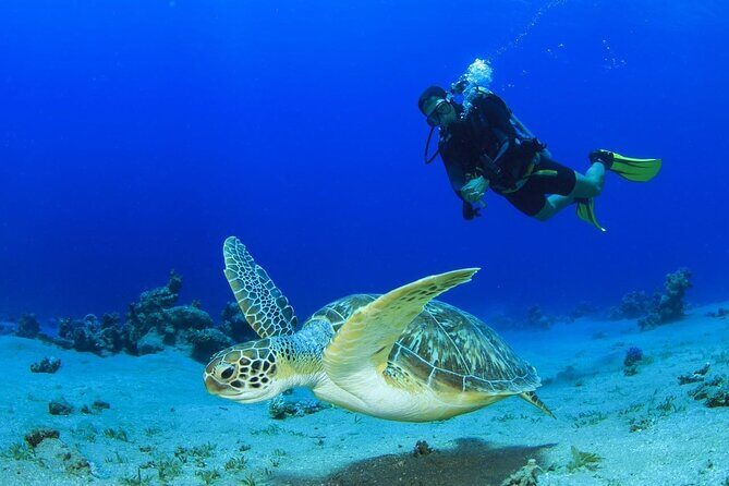 Scuba Referral Dives & Beach Club with Transportation In Riviera Maya - Key highlights at a glance