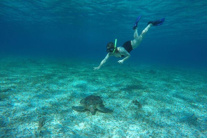 Shared Sky Snorkeling in Cozumel - Sea Turtle Sanctuary Time: A Change of Pace From Reef Snorkeling