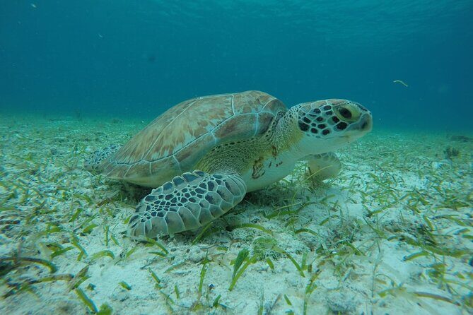 Shared Sky Snorkeling in Cozumel - Drinks, Snacks, and the Included Ceviche That People Actually Talk About