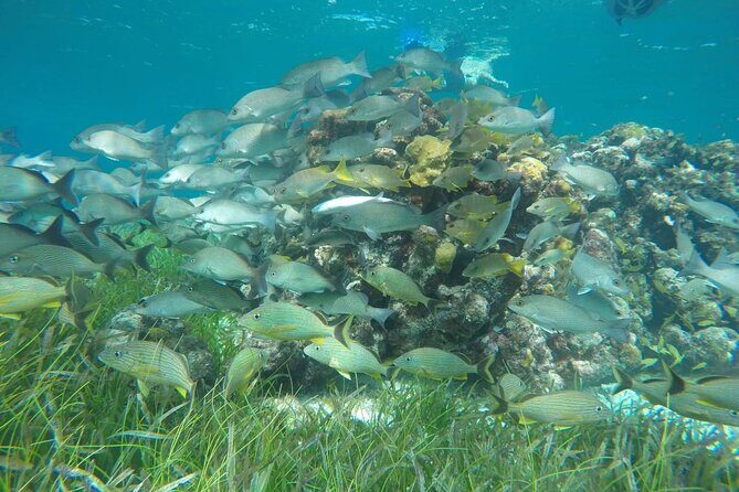 Shared Sky Snorkeling in Cozumel - Where You Go: Palancar, Colombia, Sea Turtle Sanctuary, and El Cielo