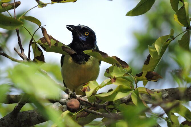 Small-Group Birdwatching Sian Kaan with professional guide - Birding highlights: endemic, migratory, and that wow moment